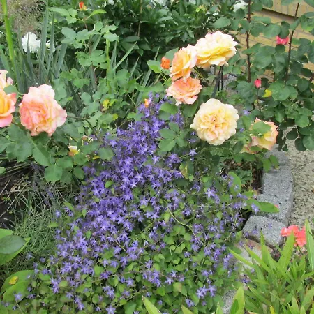 게스트하우스 Gaestehaus Carstens 프리드리히슈타트